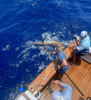 Sailfish In Action